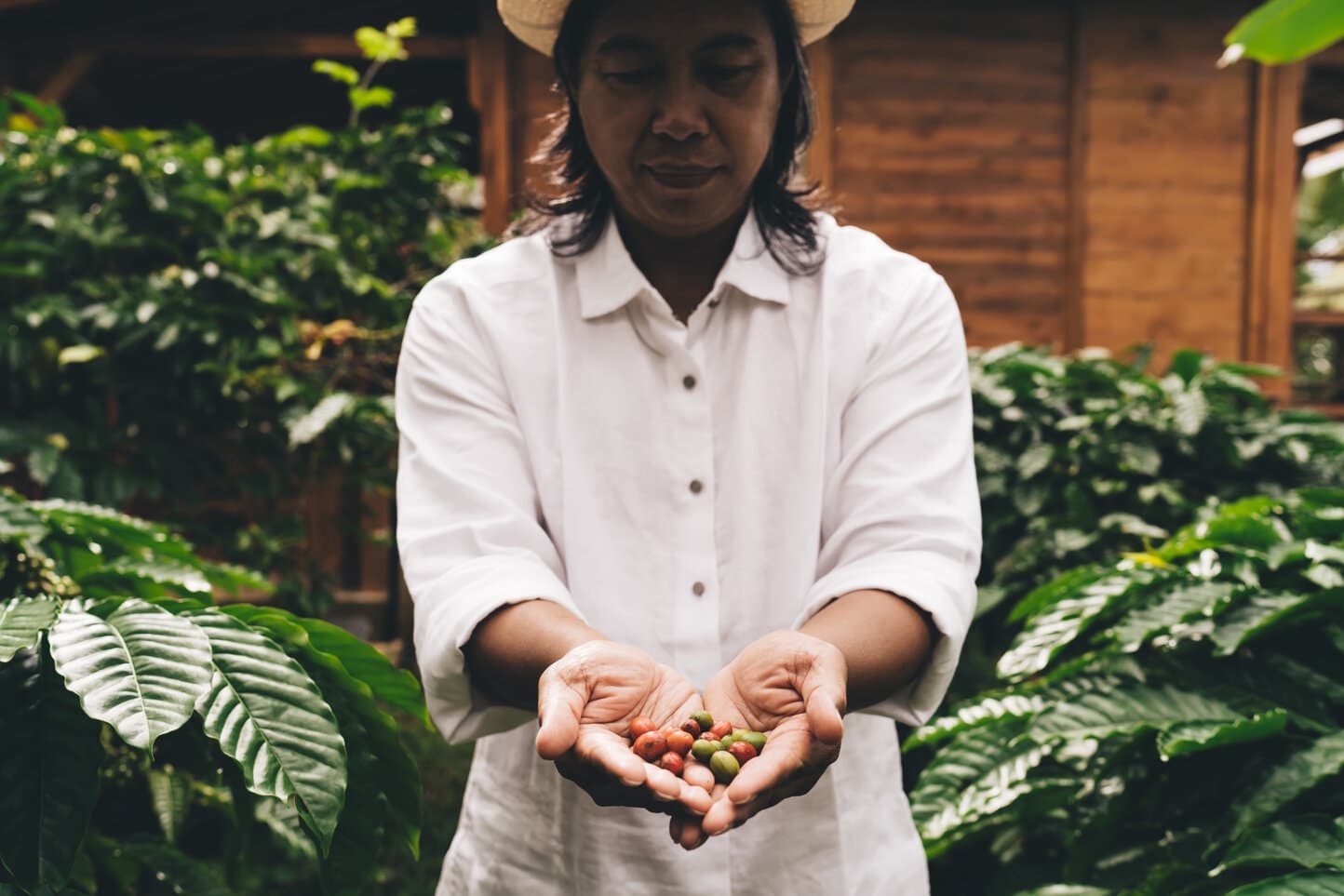 A farmer holding ripe coffee berries, highlighting the agriculture and coffee production industry.